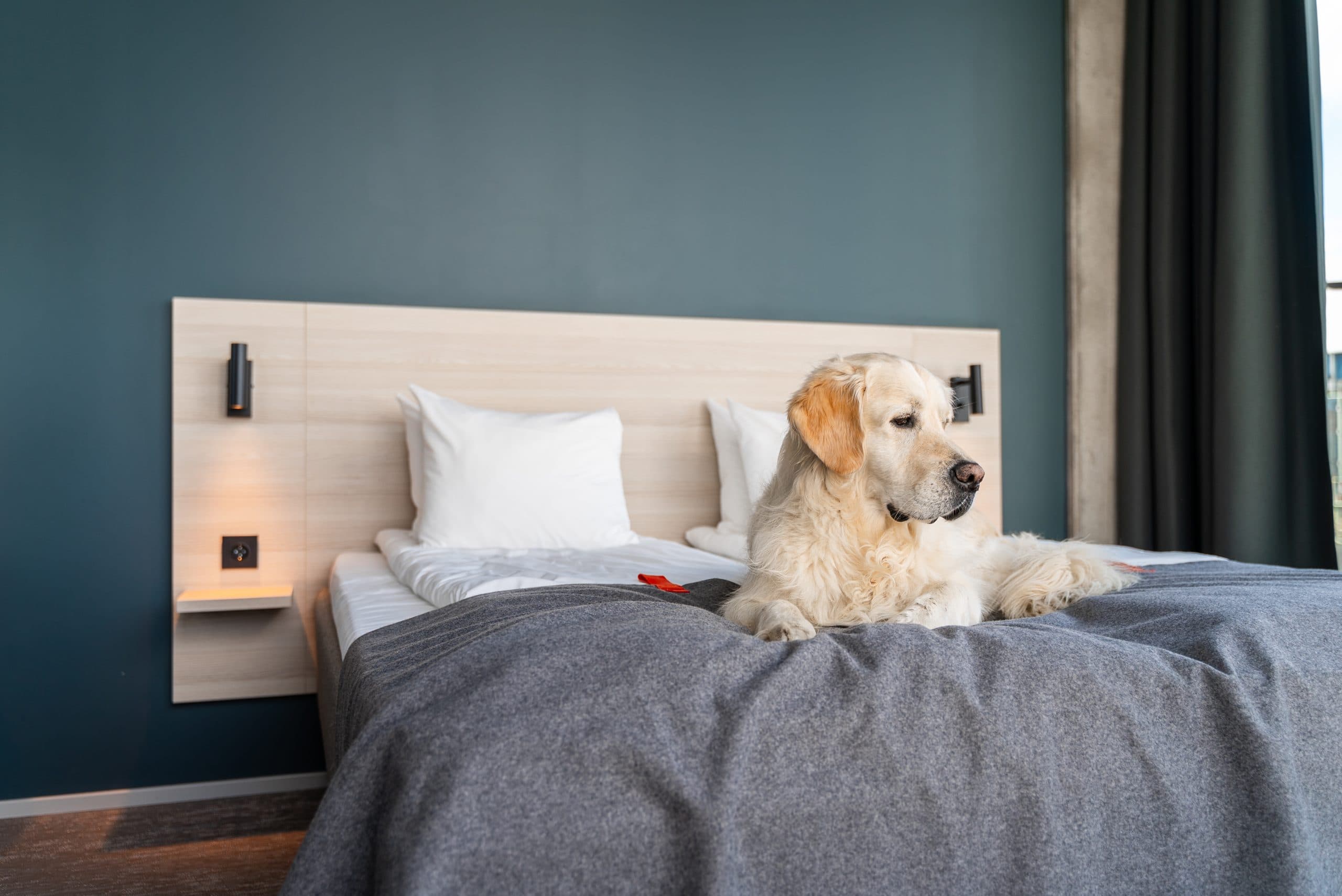 Picture of dog sitting in bed at Citybox Tallinn