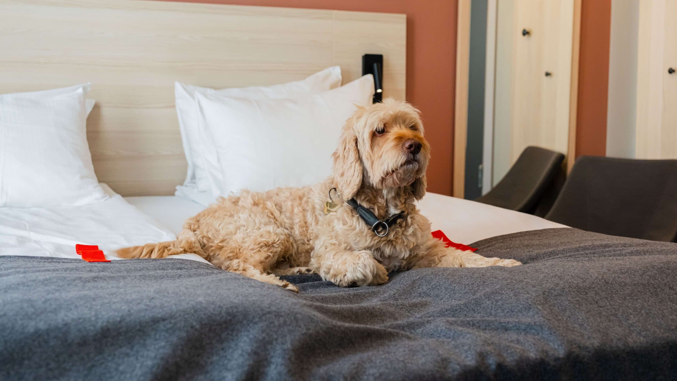 Dog sitting in bed at Citybox Oslo